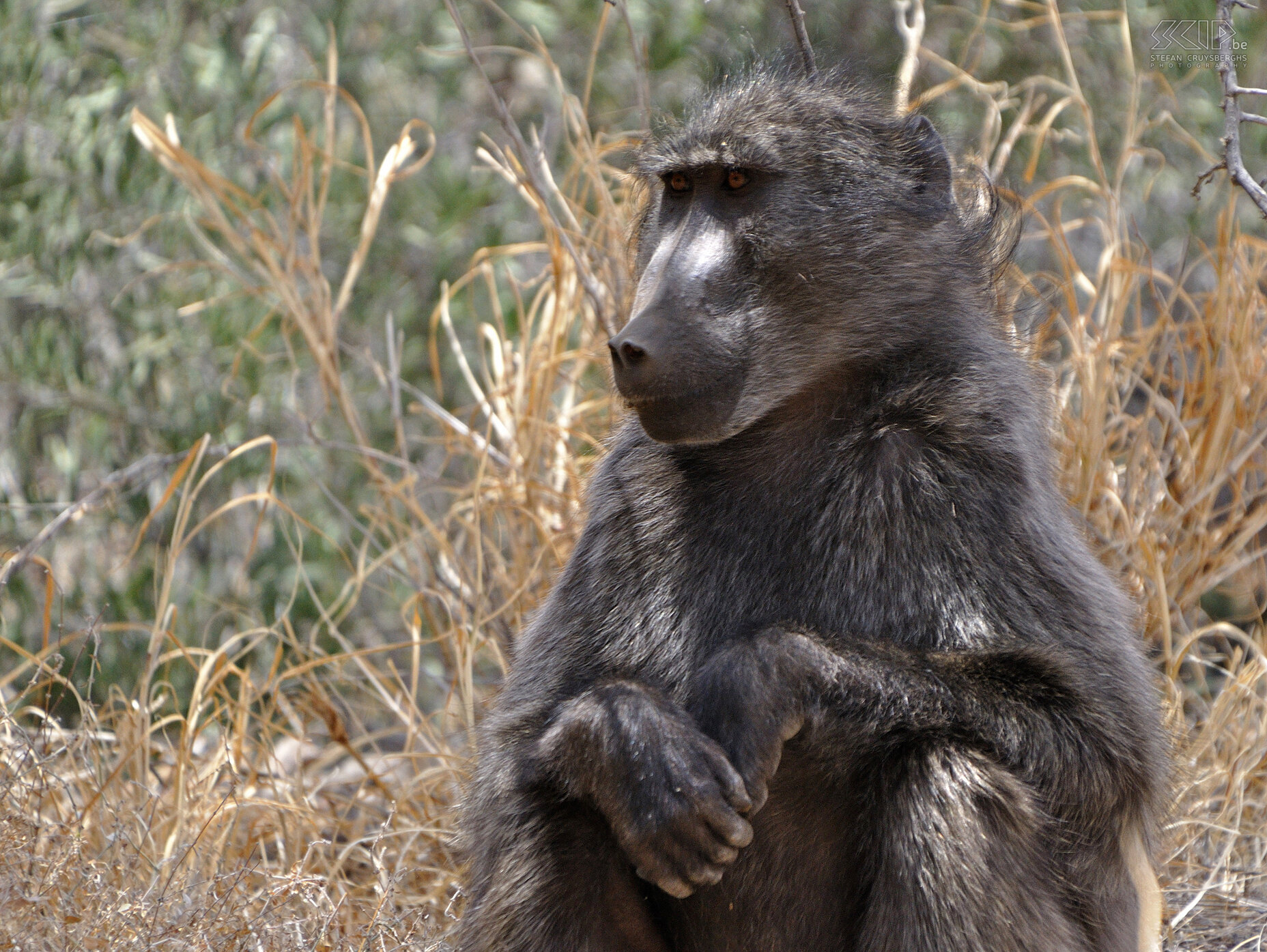 Naukluft - Chacma baboon  Stefan Cruysberghs